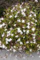 Jasminum nitida - arbustes  senteur exotique plein soleil semi lianessant 2m